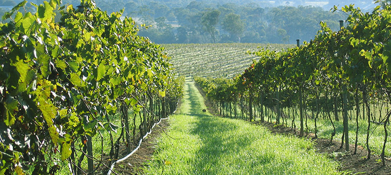 Australian Wine Region South Burnett